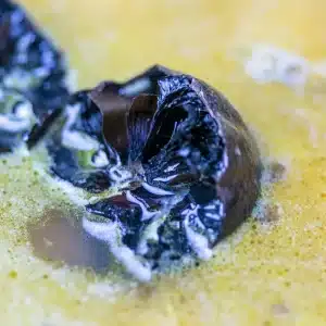 Citron noir d’Iran - Sachet de 1/2kg